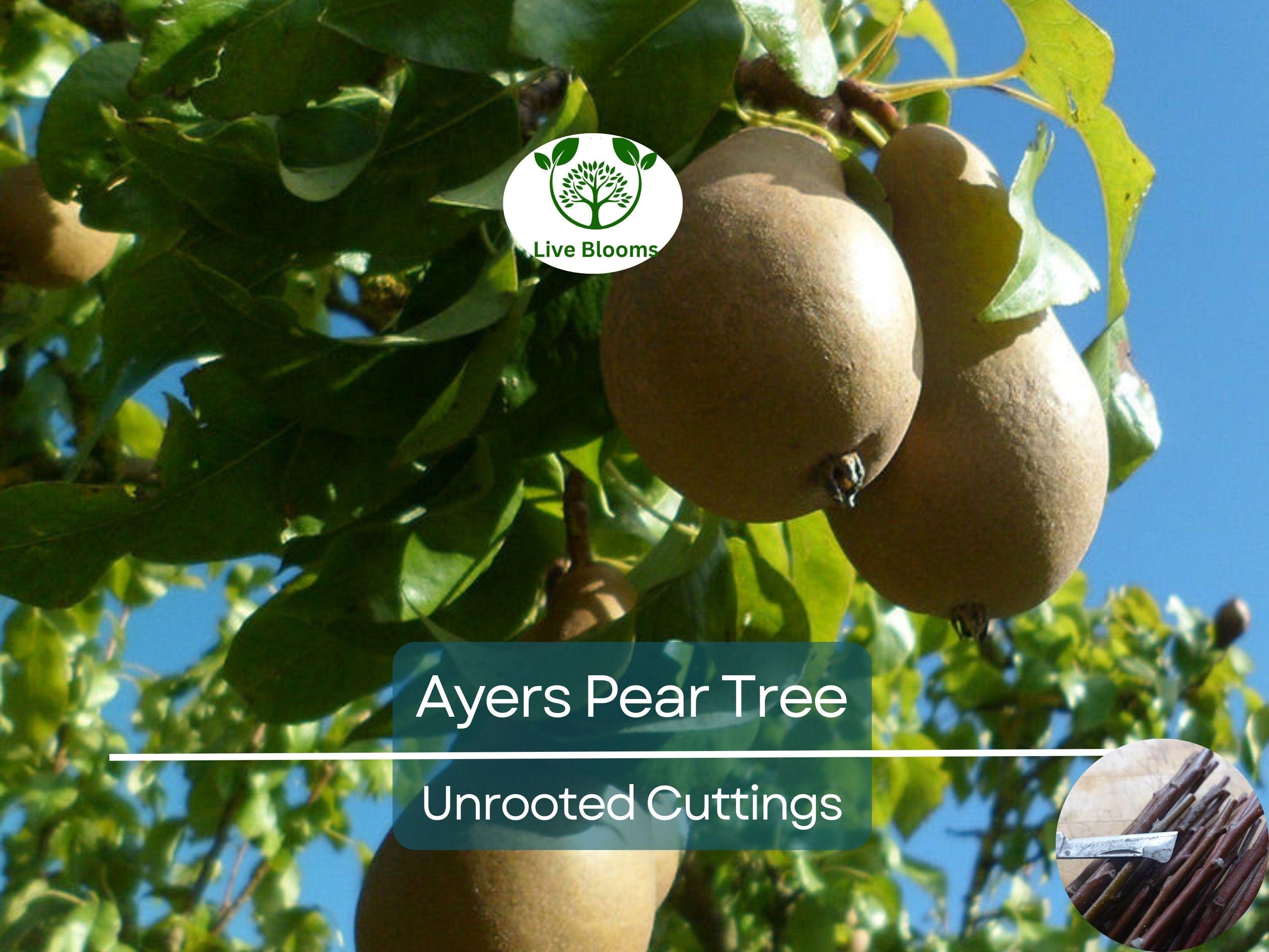 3 Ayers Pear Fruit Tree Scion Unrooted Cutting for Rooting or Grafting | Pyrus Communis | Hardy Pear Tree for Garden & Orchard