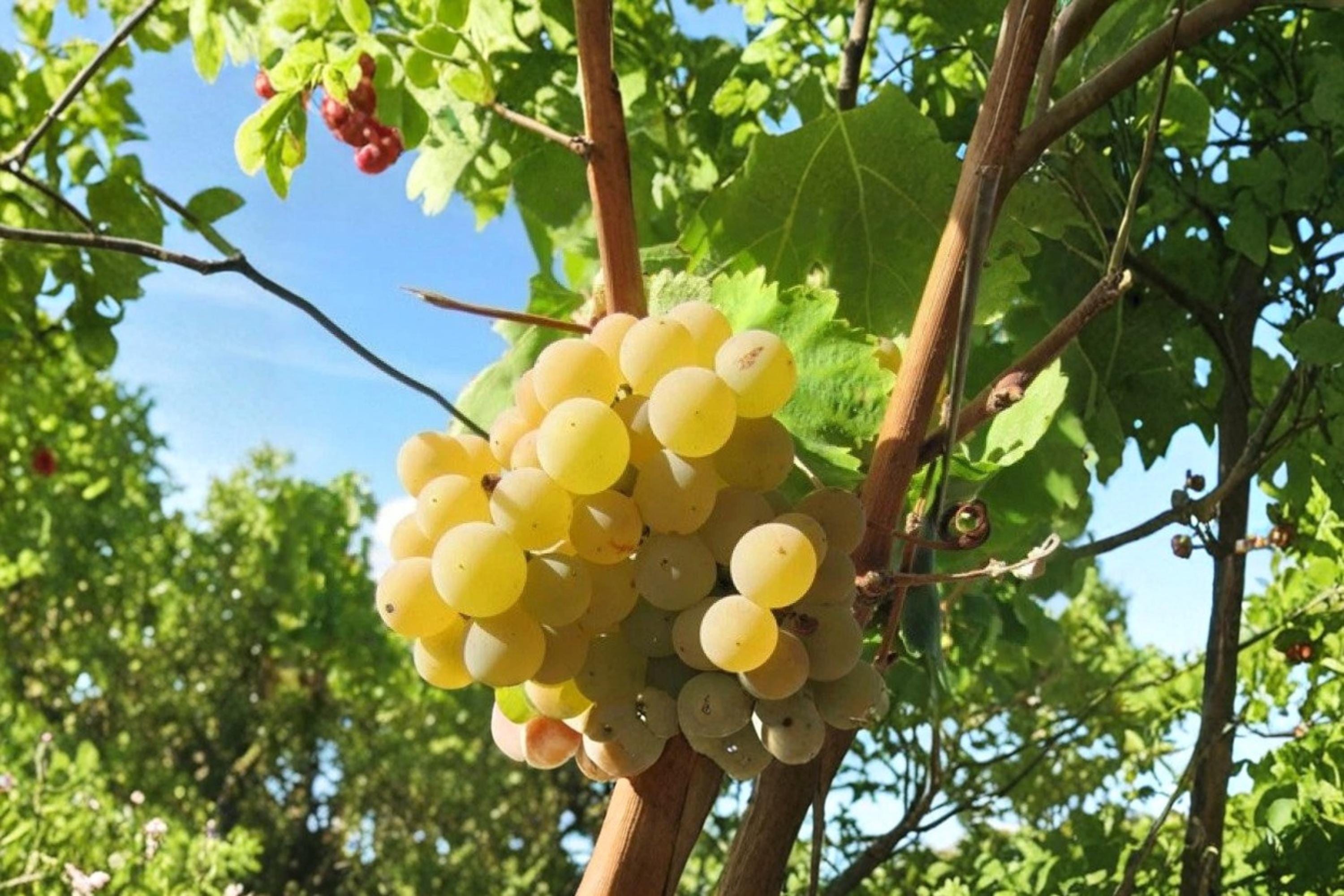 Hebén Grape 1 Live Plant 1-2 FT (Vitis vinifera) Spanish Wine Grape Vine
