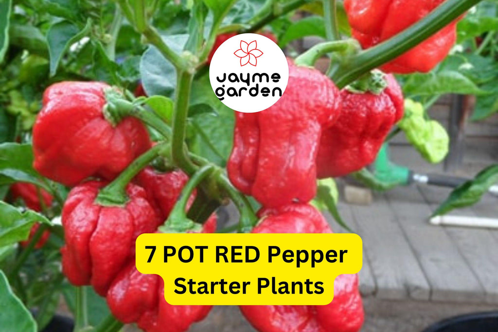 3 Starter Plants 7 Pot Red Pepper - Super Hot Chili - Extreme Heat for Spicy Recipes, Gardens & Container Growing