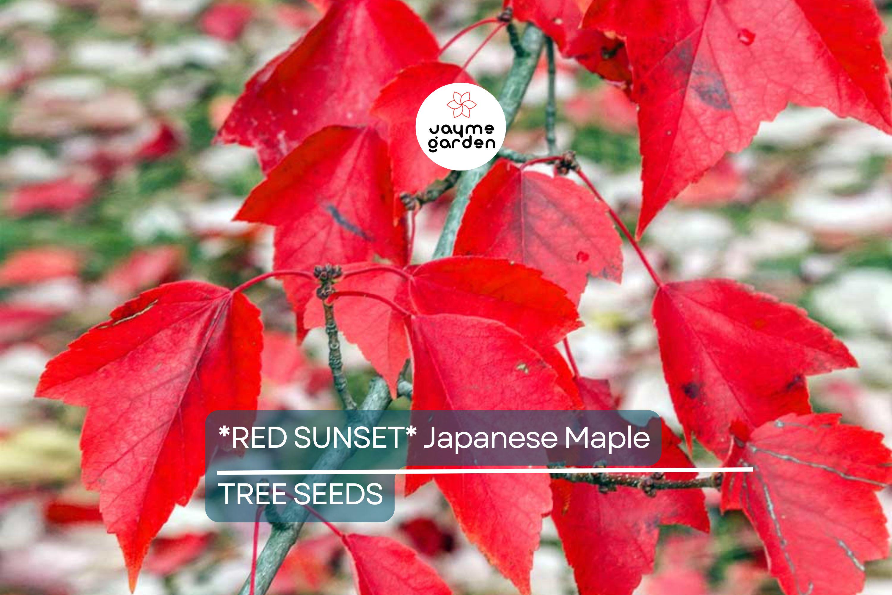 10 Red Sunset Japanese Maple Tree Seeds (Acer rubrum) – Fast-Growing Shade Tree 40-60' for Landscaping or Bonsai