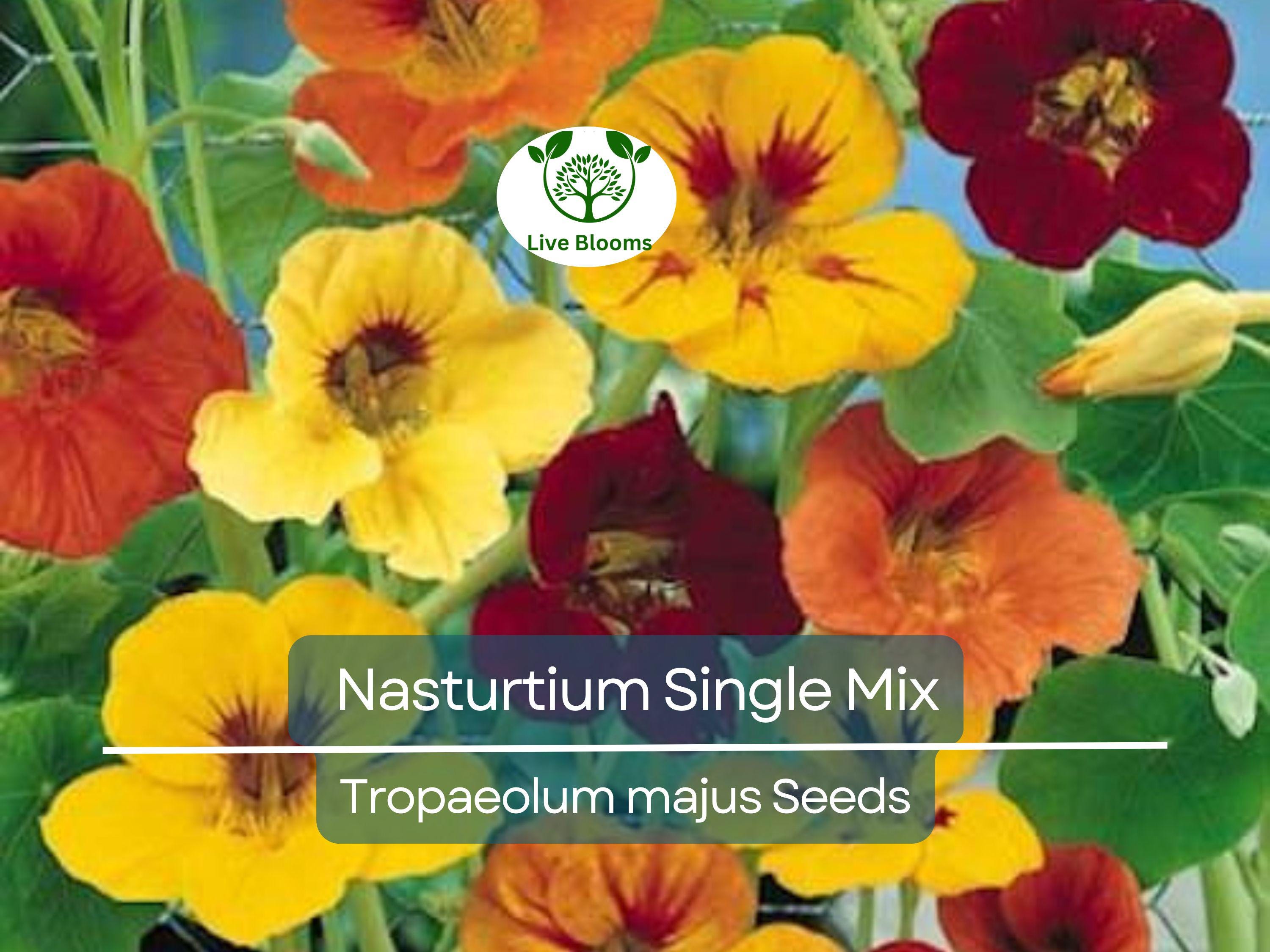 25 Seeds Nasturtium Single Mix Climbing Vine, Red Flowers, Fragrant, Attracts Hummingbirds, Non-GMO, Easy to Grow, for Gardens & Trellises