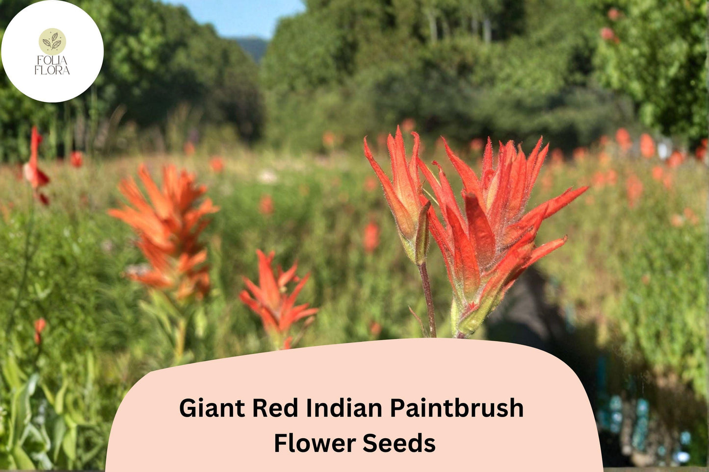 300 Castilleja miniata Seeds | Giant Red Indian Paintbrush | Native Wildflower for Meadow & Pollinator Gardens