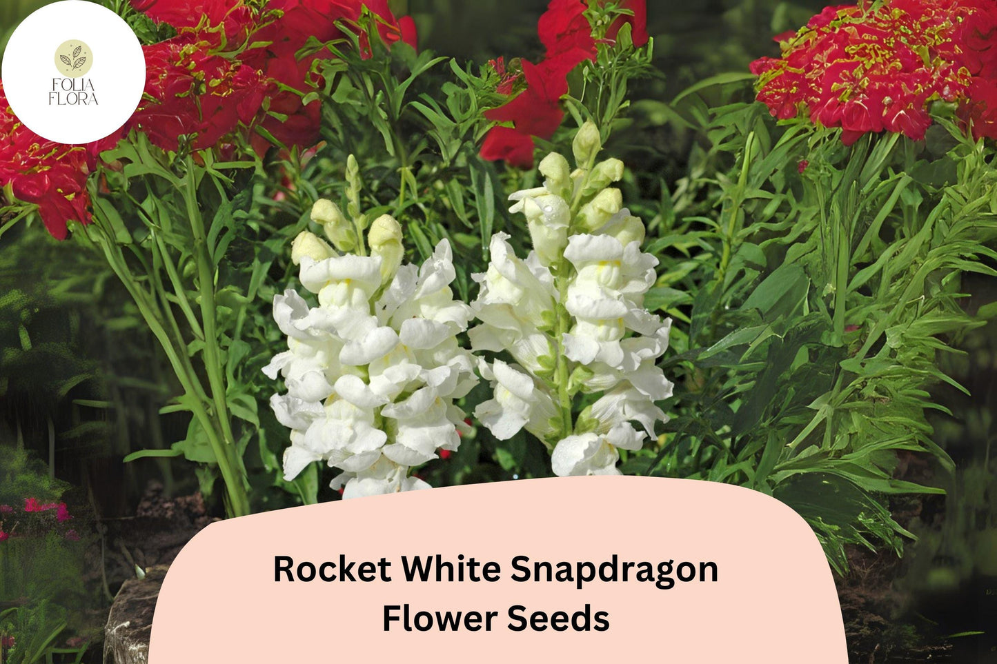 Antirrhinum majus Rocket White Snapdragon Seeds – 1000+ Pure White Blooms for Garden & Cut Flowers