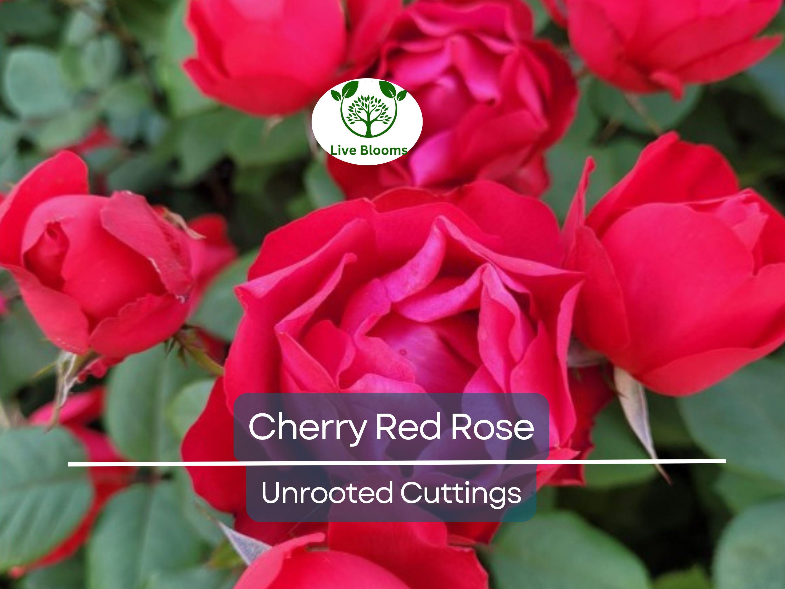 3 Unrooted Cuttings of Cherry Red Color Rose - Easy to Root, 7 Inch, Beautiful Blooms, Garden Roses, Perfect for Propagation, Rosaceae