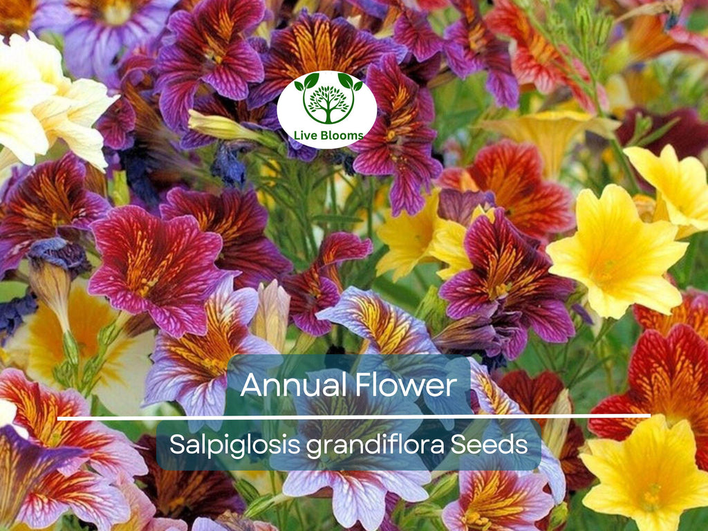 500 EZ Annual Flower Seed Mix (Salpiglosis grandiflora), Bulk Paisley Flowers, Easy to Grow, Vibrant Colors, for Garden and Containers