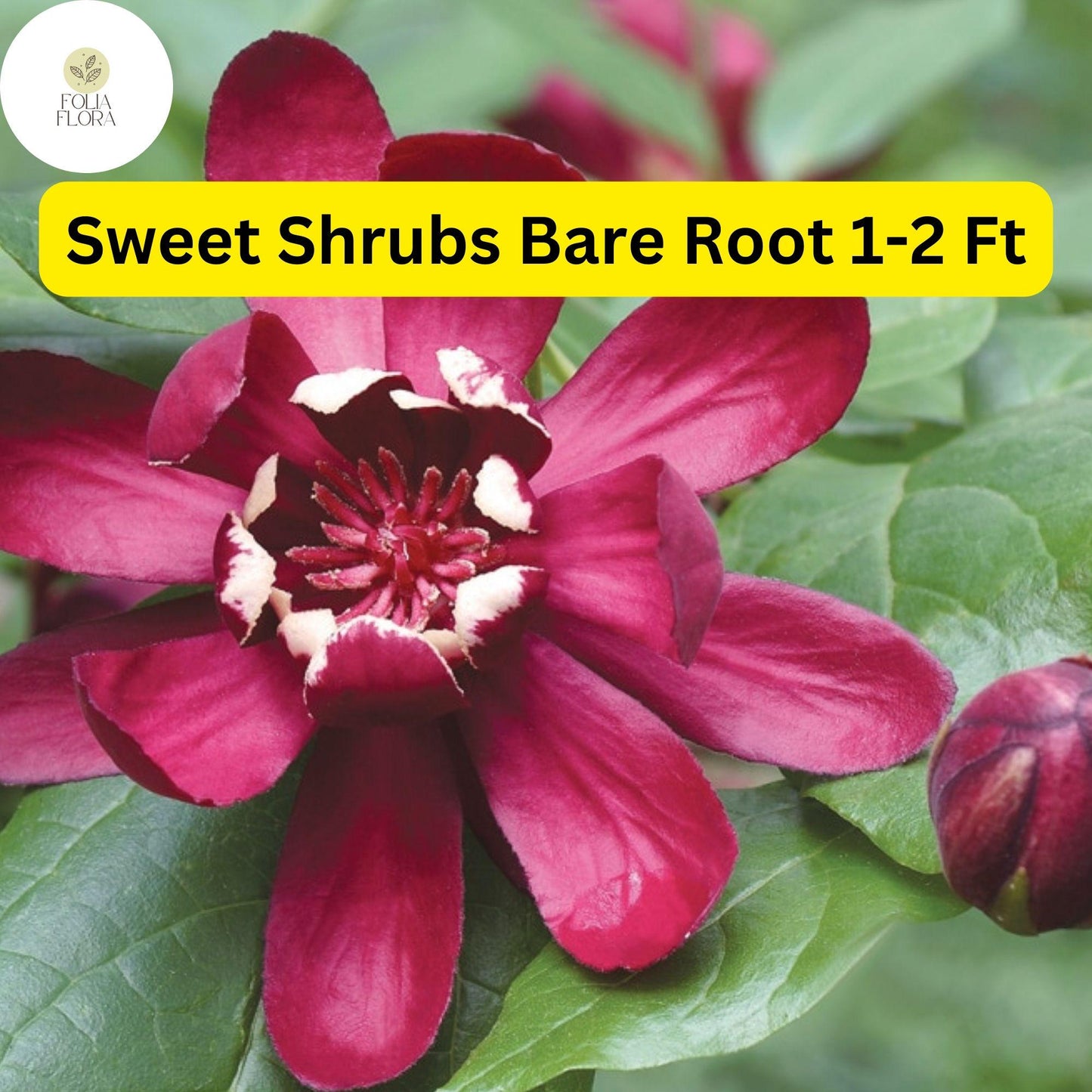 2 Bare Root Sweet Shrubs (Calycanthus floridus) 1-2 Ft Tall Live Flowering Shrubs Ready to Plant