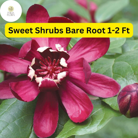 2 Bare Root Sweet Shrubs (Calycanthus floridus) 1-2 Ft Tall Live Flowering Shrubs Ready to Plant