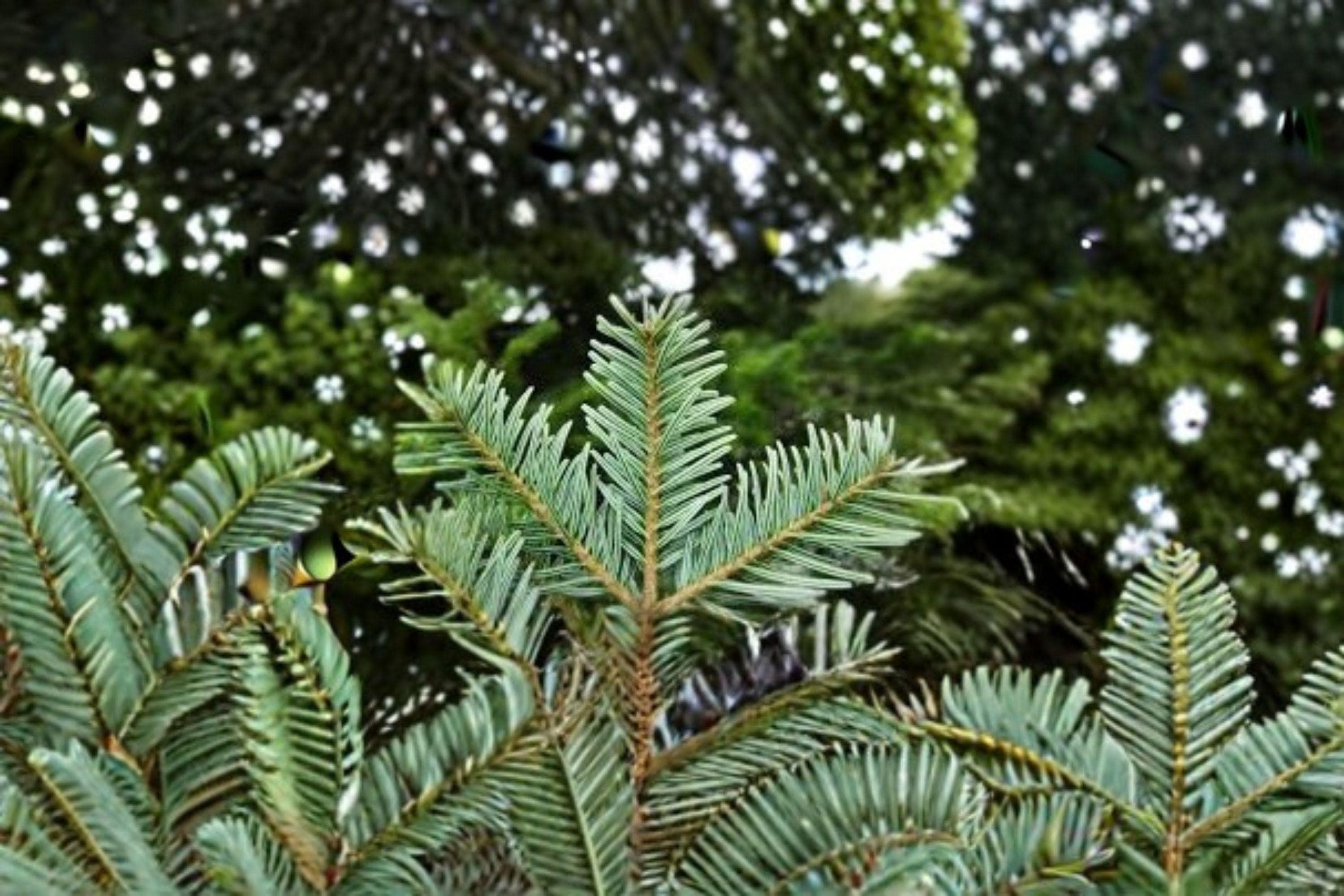 European Silver Fir Seeds – Abies alba, Fragrant Evergreen Conifer (10 Seeds)