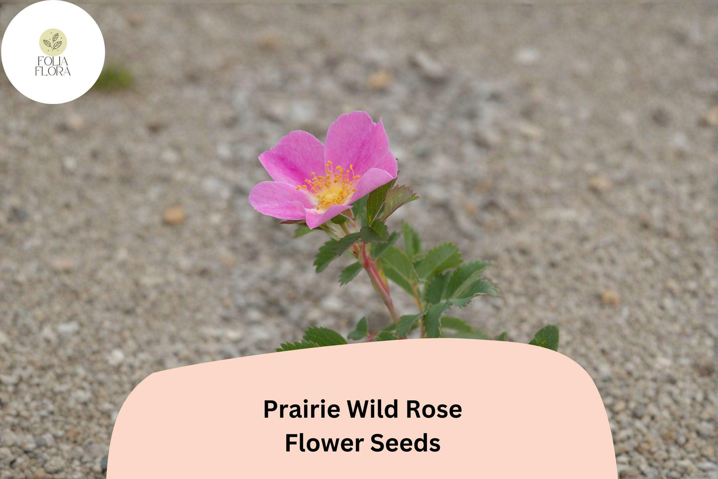 Prairie Wild Rose Seeds – 10 Rosa arkansana | Perennial Shrub for Pollinator, Prairie & Natural Gardens
