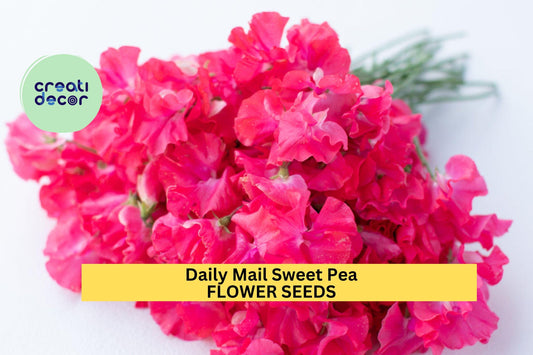 50+ Daily Mail Sweet Pea Seeds – Fragrant Rich Purple Blooms for Garden Planting, Climbing Vines for Trellises & Bouquets – USA