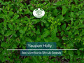 40 Yaupon Holly Seeds (Ilex vomitoria), Tea Shrub, Evergreen Hedge, Native Shrub, Edible Leaves, Bush, Tea Plant, Garden Starter