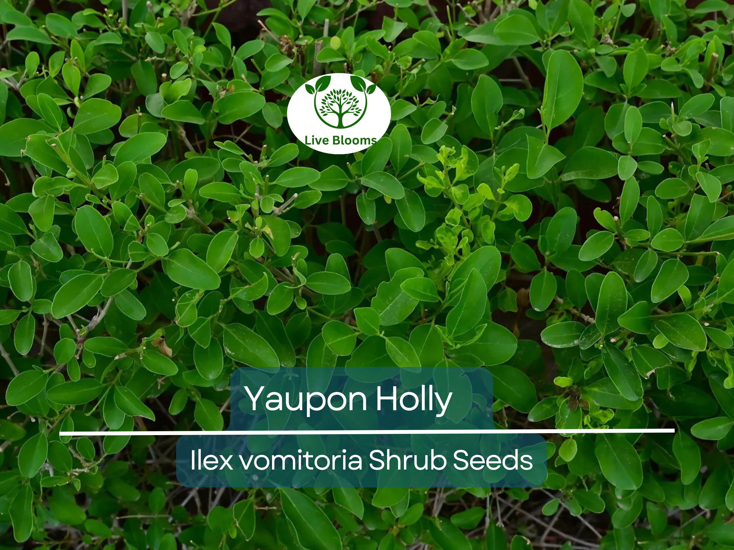 40 Yaupon Holly Seeds (Ilex vomitoria), Tea Shrub, Evergreen Hedge, Native Shrub, Edible Leaves, Bush, Tea Plant, Garden Starter