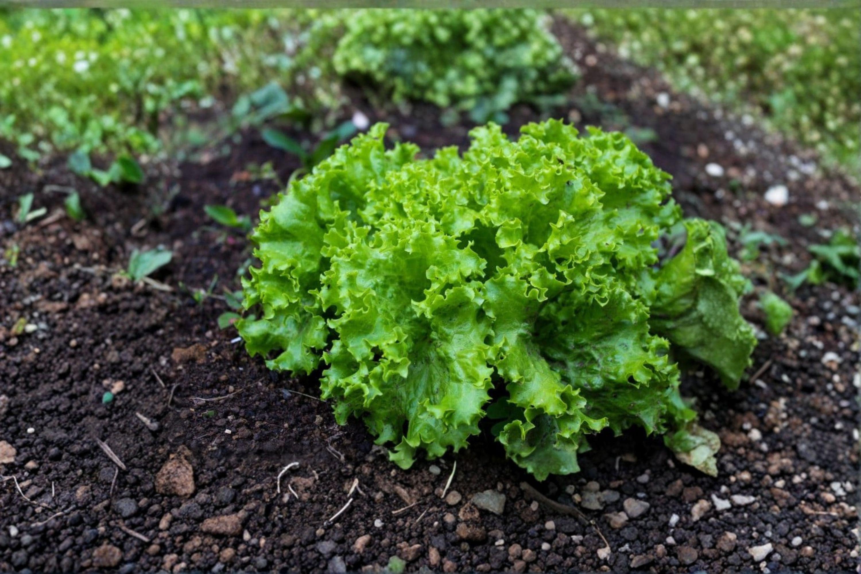 Black Seeded Simpson – Leaf Lettuce 700 Seeds | Classic Heirloom Lettuce | Fast-Growing | Tender, Sweet Leaves