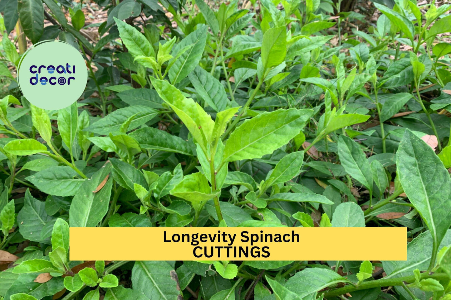 4 Longevity Spinach Cuttings – Gynura procumbens | Perennial Green Leafy Vegetable Plant for Warm Climates, Easy to Grow in Pots or Beds