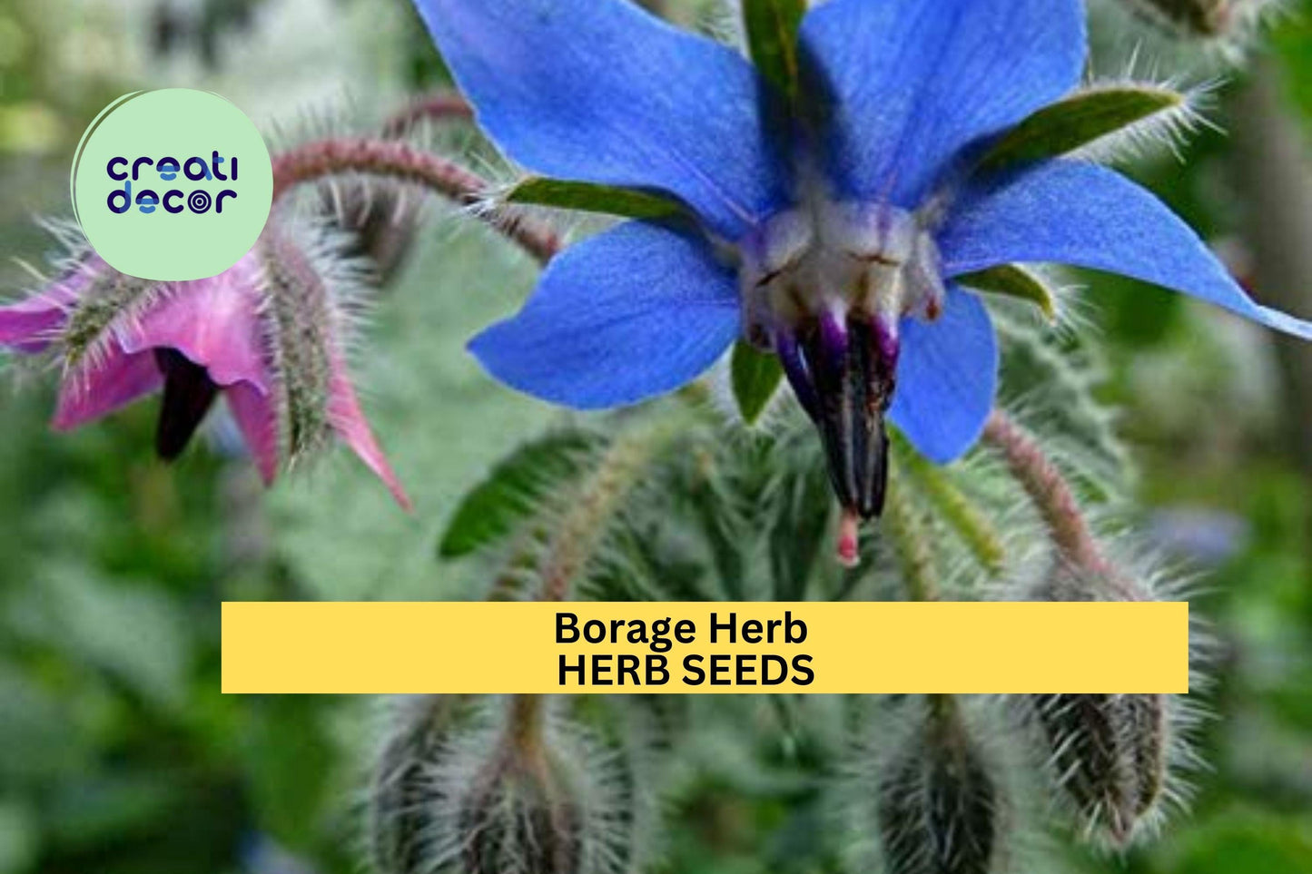 3pcs of 1g Borage Herb Seeds – Edible Blue Flowers & Leaves for Culinary - Pollinator Gardens – Fast Growing Seeds for Planting