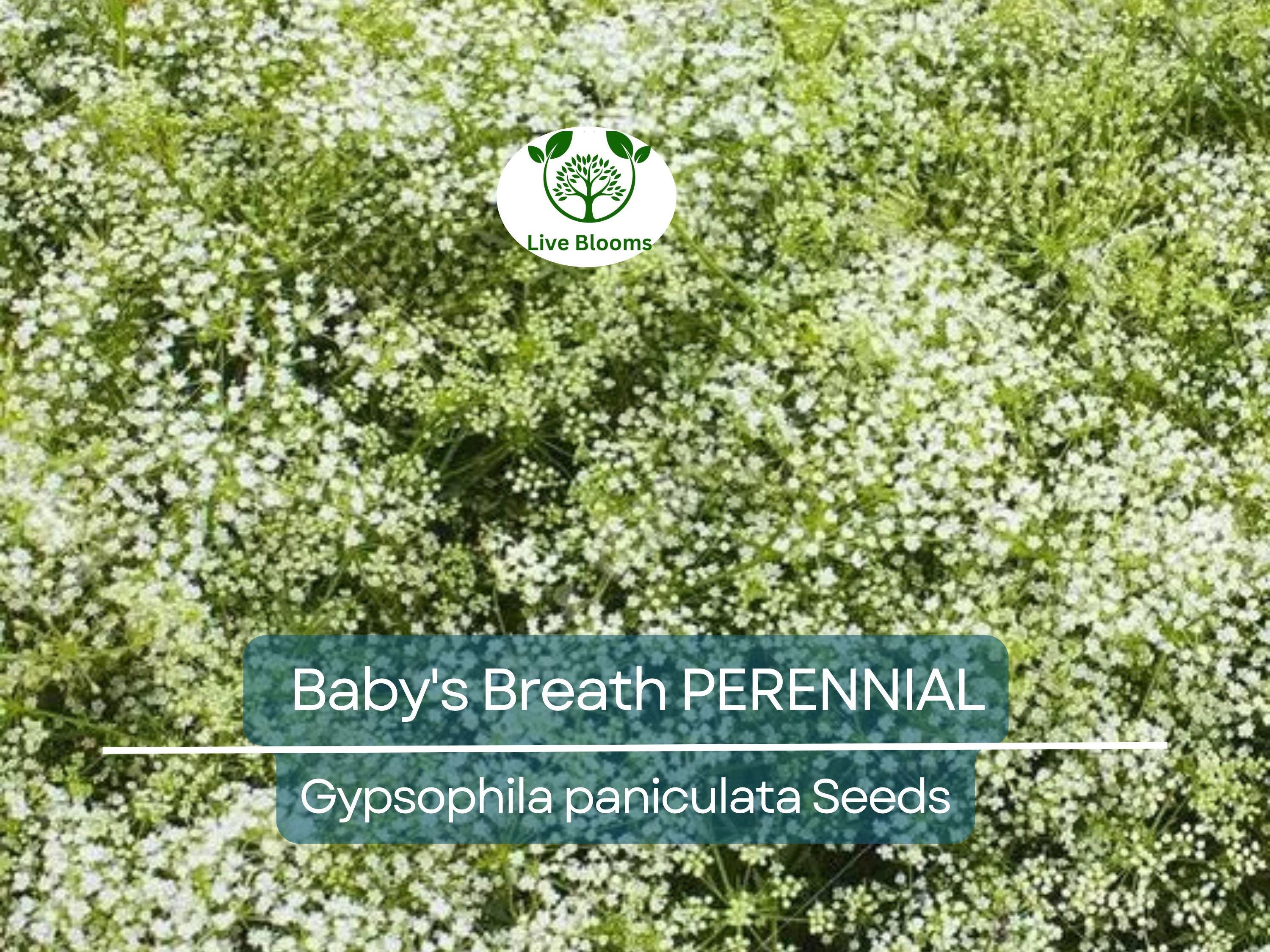 200 Seeds Baby's Breath PERENNIAL Gypsophila paniculata, Classic Cut Flowers, Pollinator-Friendly, Non-GMO, Fragrant White Flowers