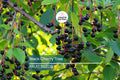 5 Black Cherry Tree Seeds (Prunus serotina) – Hardy Zones 3-9, Fast-Growing, Fall Color