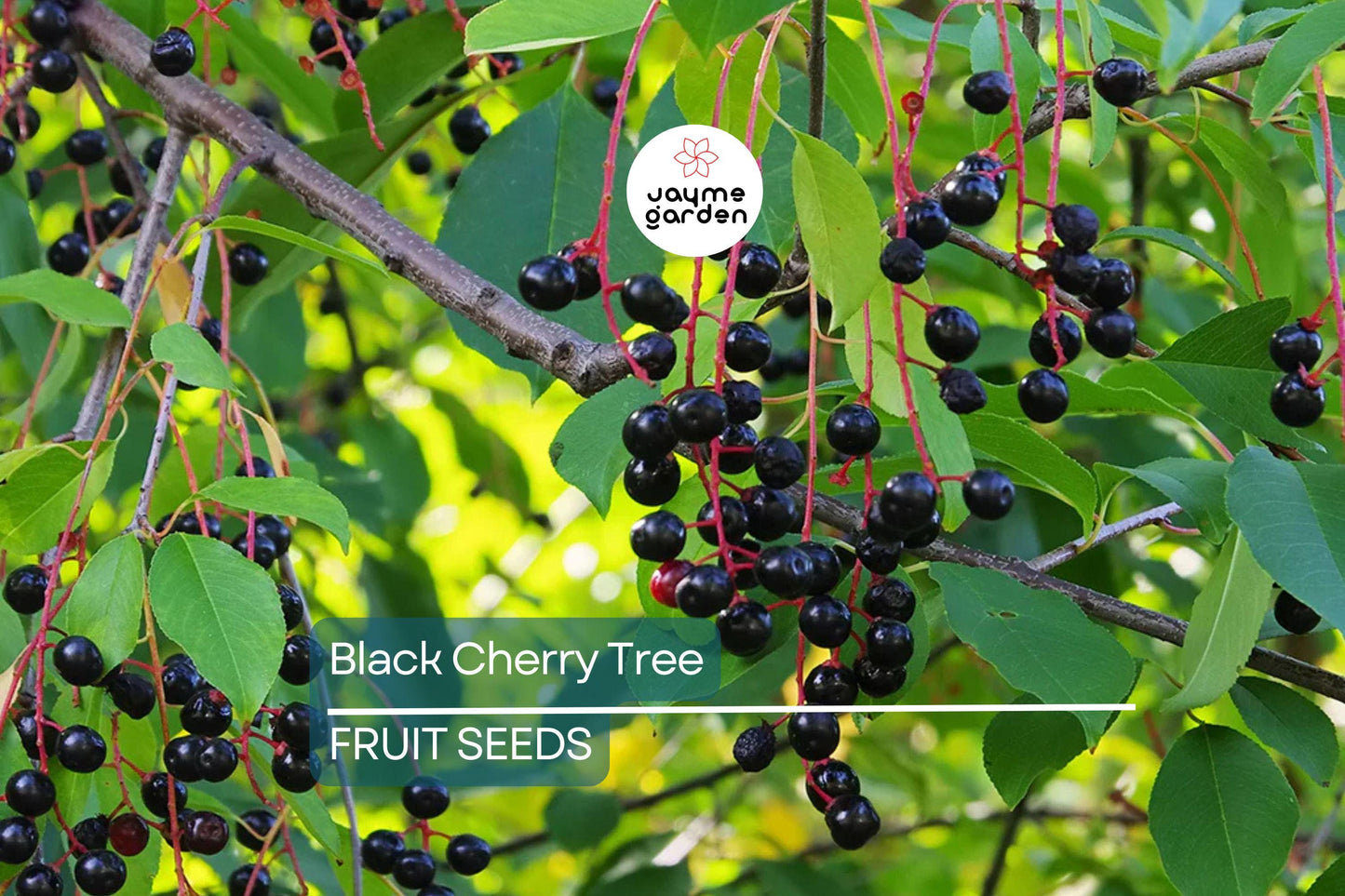 5 Black Cherry Tree Seeds (Prunus serotina) – Hardy Zones 3-9, Fast-Growing, Fall Color