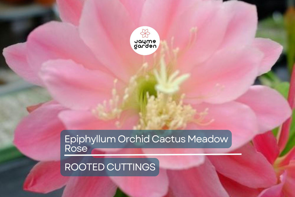 Epiphyllum Orchid Cactus 'Meadow Rose' | 2 Rooted Cuttings with New Growth | Stunning Blooms | Easy-Care Succulent Plant