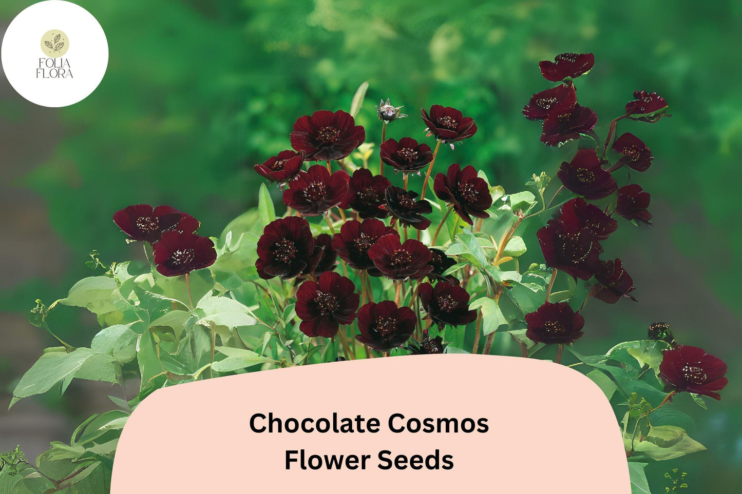 Cosmos atrosanguineus Chocolate Cosmos Seeds – 200+ Velvety Dark Blooms with Sweet Cocoa Scent