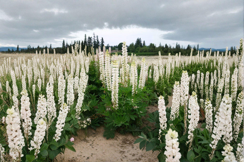 Lupine ‘Russell White’ 20 Seeds | Elegant White Flower Spikes | Hardy Perennial | Pollinator Friendly