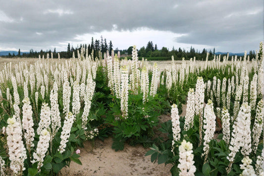 Lupine ‘Russell White’ 20 Seeds | Elegant White Flower Spikes | Hardy Perennial | Pollinator Friendly