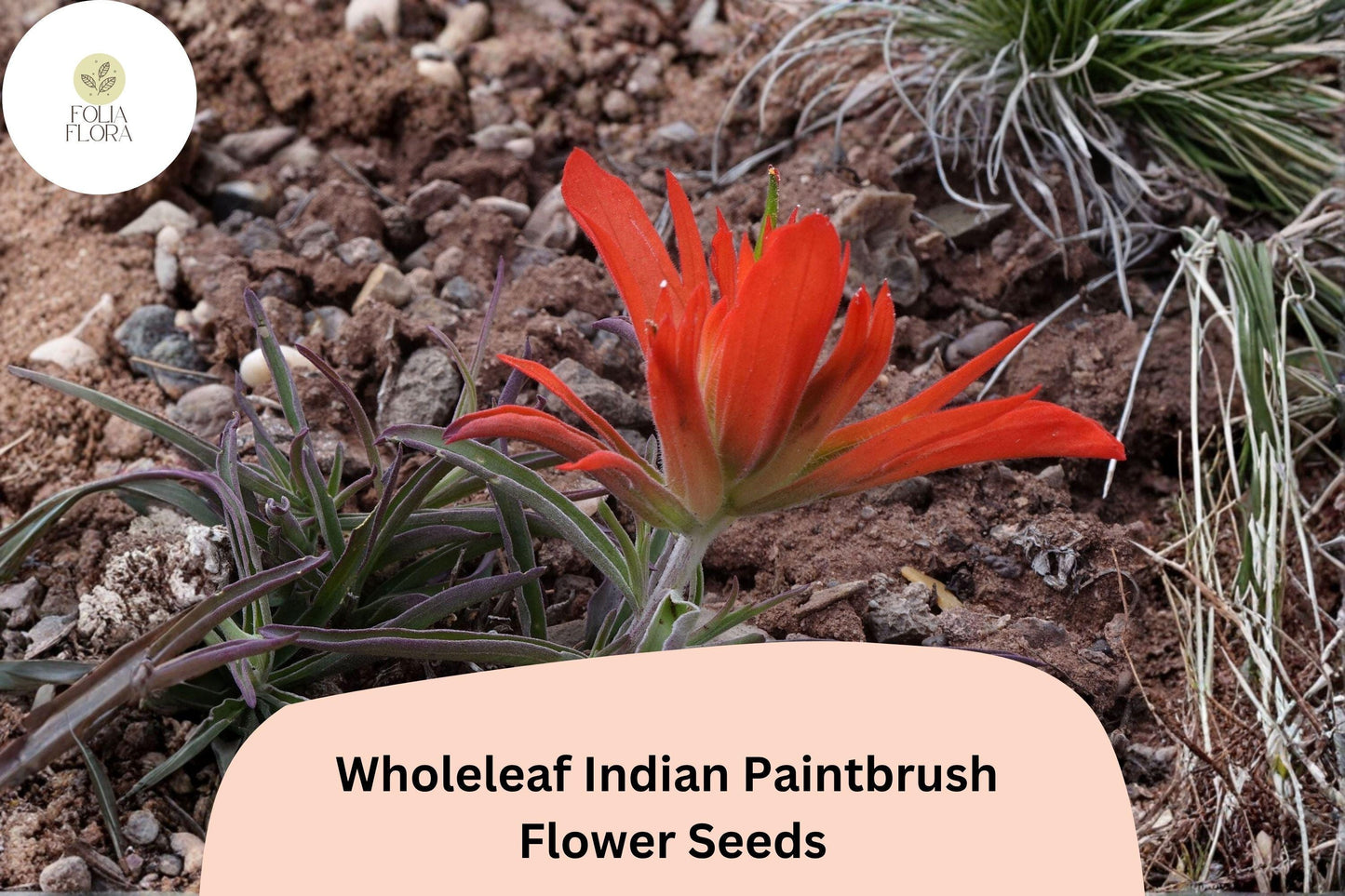 300 Castilleja integra Seeds | Wholeleaf Indian Paintbrush | Native Red Wildflower for Meadow & Pollinator Gardens