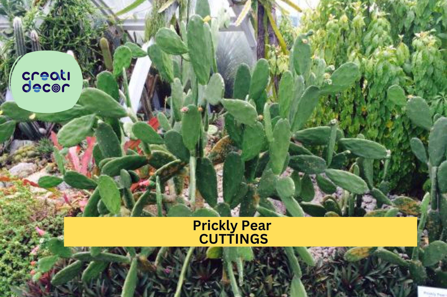10 Organic Prickly Pear Cactus Pads | Edible Opuntia Cuttings | Large Unrooted Nopales for Growing or Cooking | Organic Grown