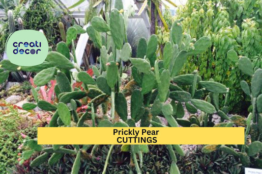 10 Organic Prickly Pear Cactus Pads | Edible Opuntia Cuttings | Large Unrooted Nopales for Growing or Cooking | Organic Grown