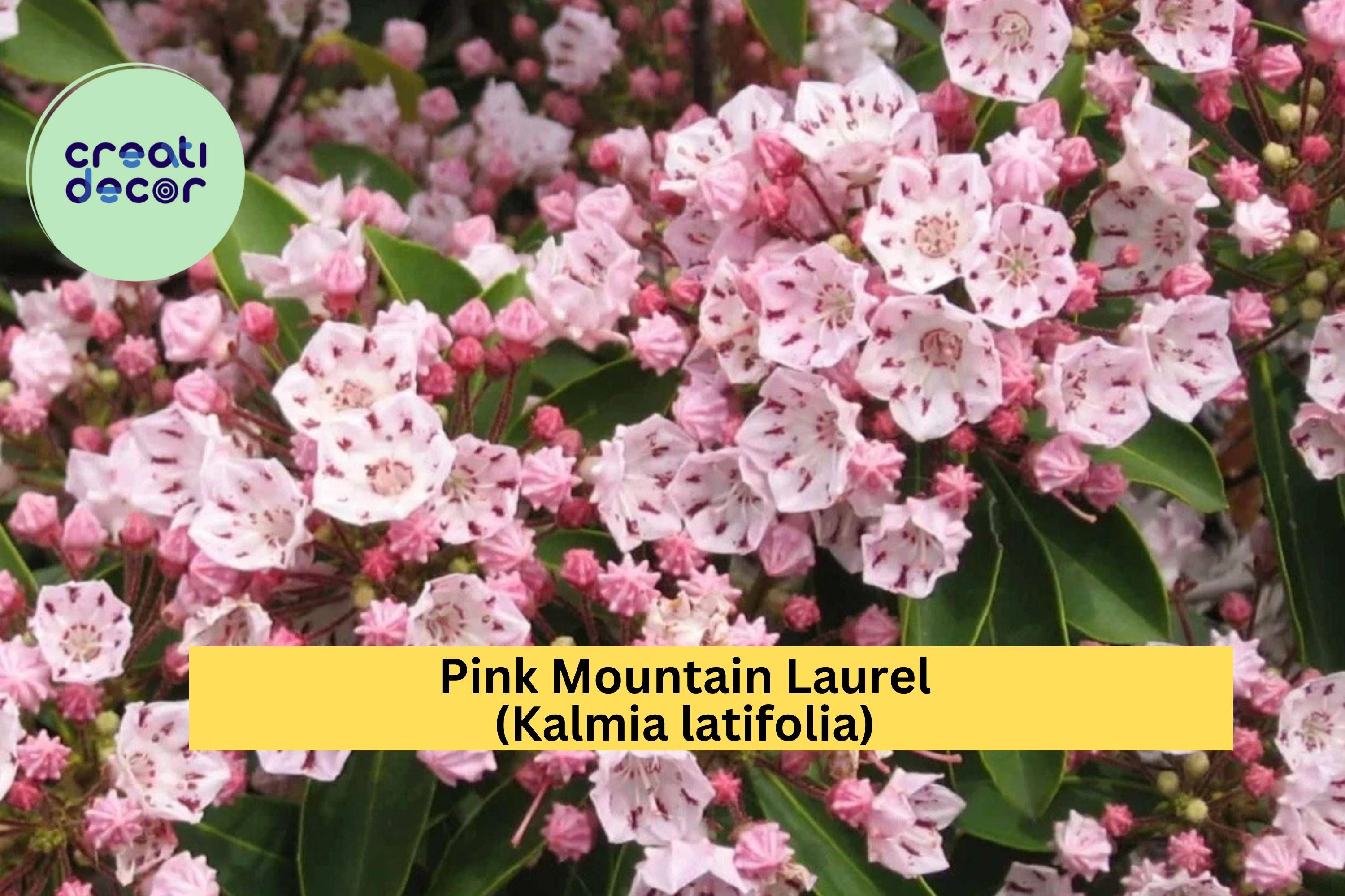 Pink Mountain Laurel Live Plant – Kalmia latifolia – 1 ft + Bare Root Starter Shrub, Hardy Evergreen Blooms for Garden or Landscape