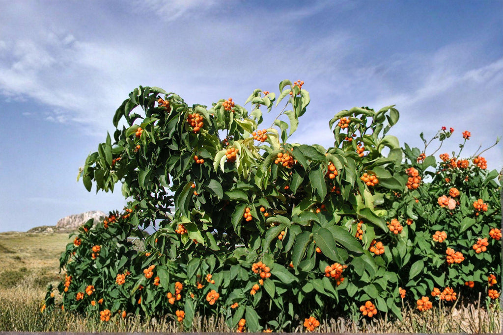Celastrus scandens/American Bittersweet – 30 Seeds | Native Woody Vine | Fall Berries | Wildlife Favorite