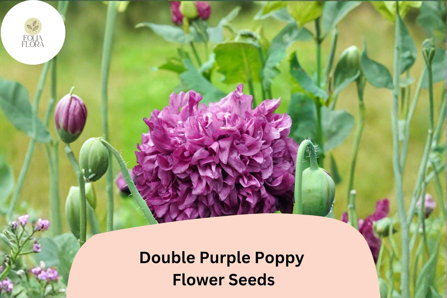 200+ Double Purple Poppy Seeds for Garden Planting – Frilled Violet Blooms, Easy to Grow Flowers