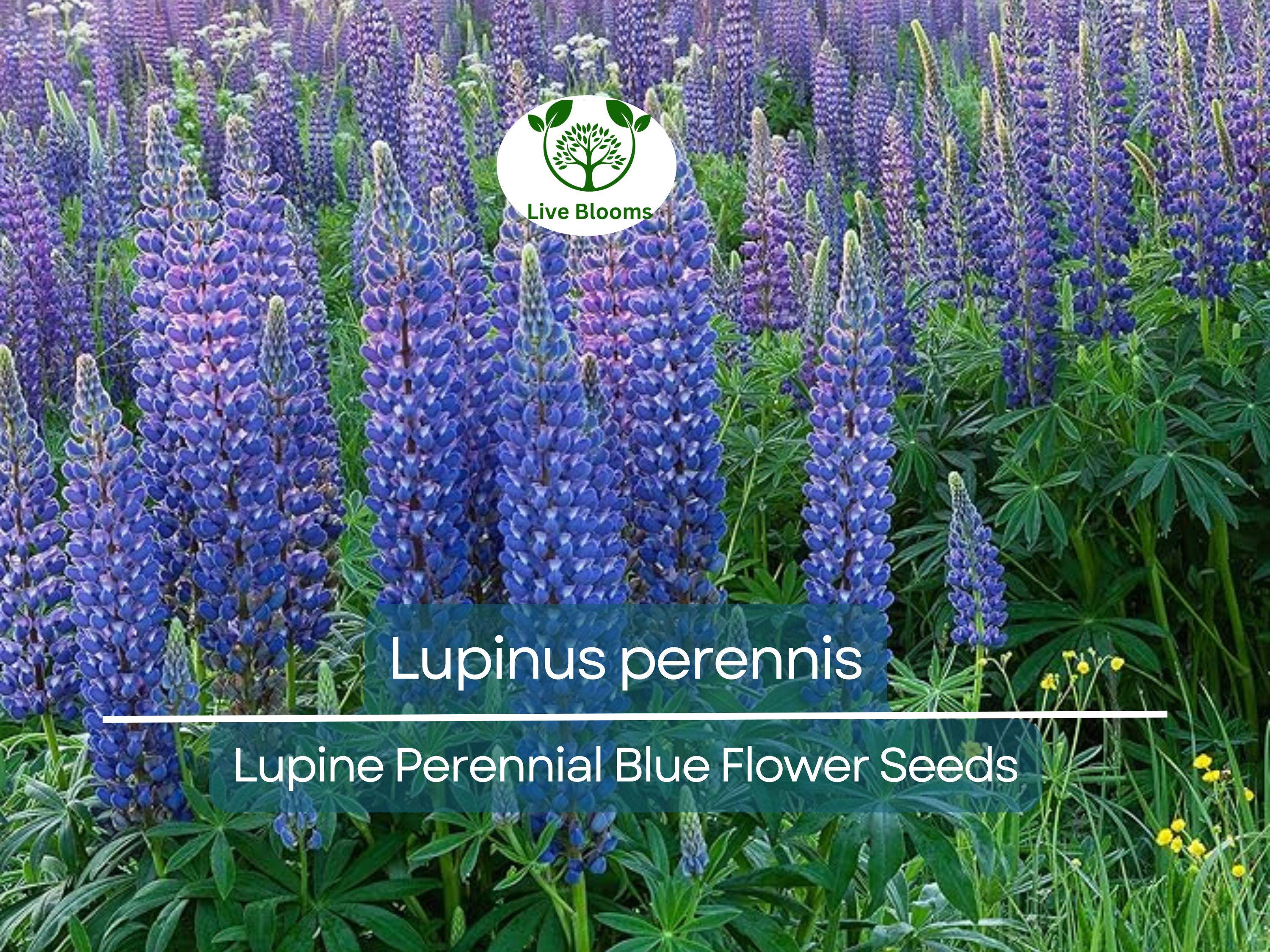 25 Seeds Lupine Perennial Blue for Planting – Lupinus perennis, Blue Flower, Hardy Plant, Easy to Grow, Attracts Pollinators, USDA Zones 3-9