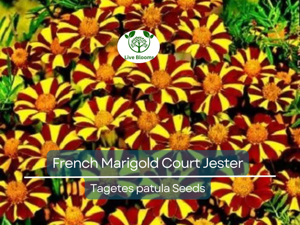 100 Seeds French Marigold Court Jester Harlequin - Tall, Non-GMO, Beneficial Pollinator Plant, Vibrant Blooms, for Gardens & Landscapes