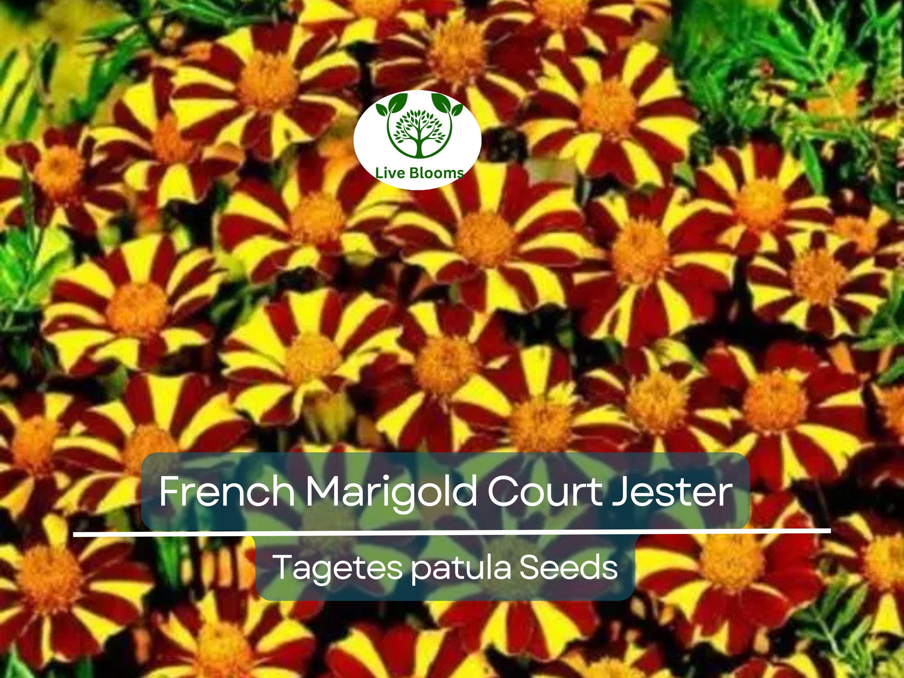 100 Seeds French Marigold Court Jester Harlequin - Tall, Non-GMO, Beneficial Pollinator Plant, Vibrant Blooms, for Gardens & Landscapes