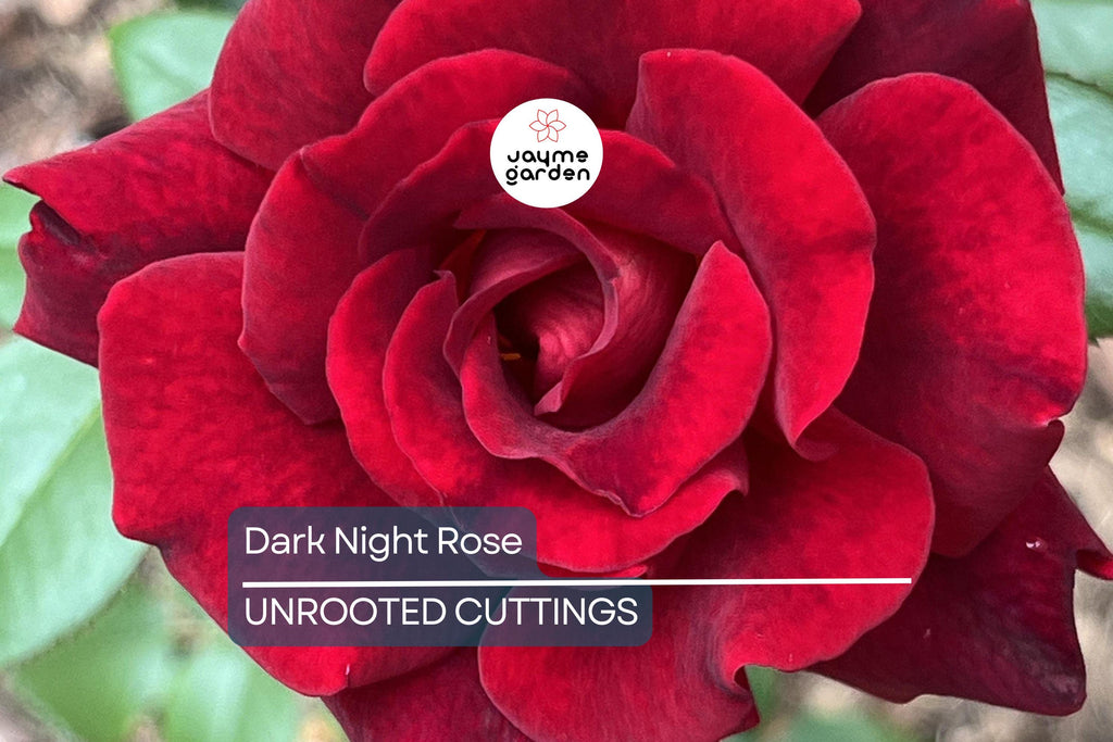 4 Dark Night Rose Cuttings Red & Pink Blooming Bush Perennial (6” Tall)