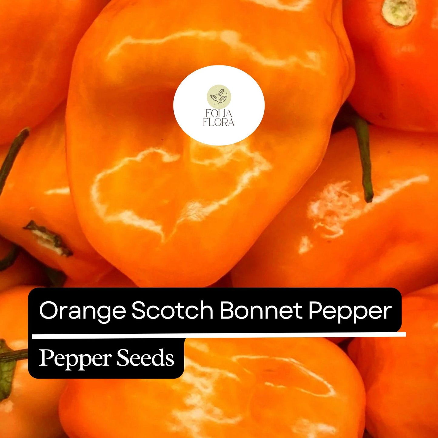 20 Orange Scotch Bonnet Pepper Seeds – Heirloom, Hot & Spicy – Non-GMO, Fresh Seeds