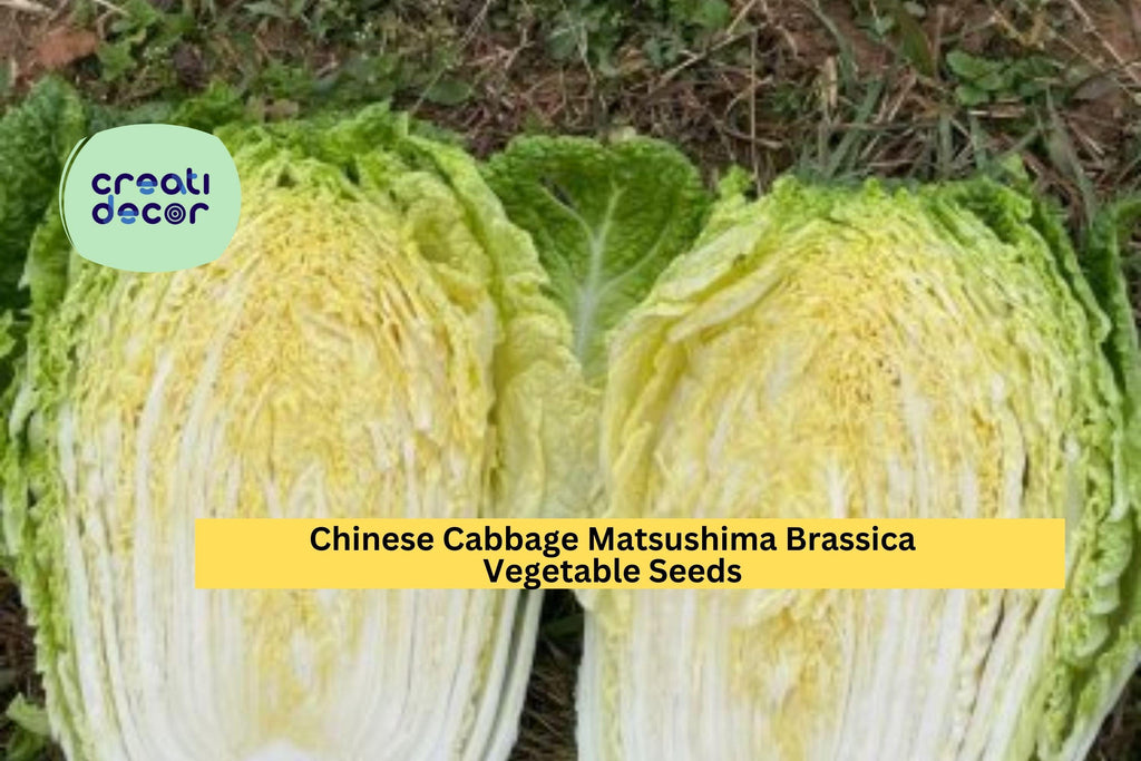 3pcs of 500mg Chinese Cabbage Matsushima Seeds – Crisp, Tender Asian Vegetable for Spring or Fall Garden Planting Seeds for Planting