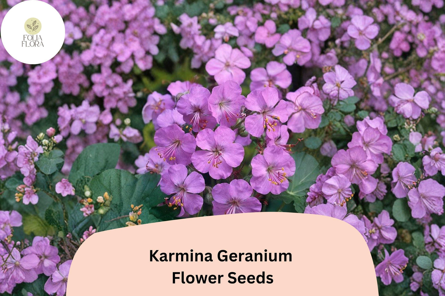 25+ Karmina Geranium Seeds for Garden Planting – Pink Flowers, Hardy Perennial