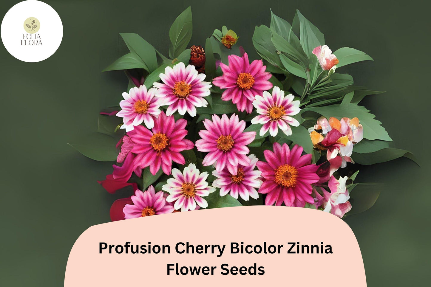 100+ Profusion Cherry Bicolor Zinnia Seeds | Bright Pink-Red White Flowers | Easy Annual Garden Planting | Pollinator Friendly