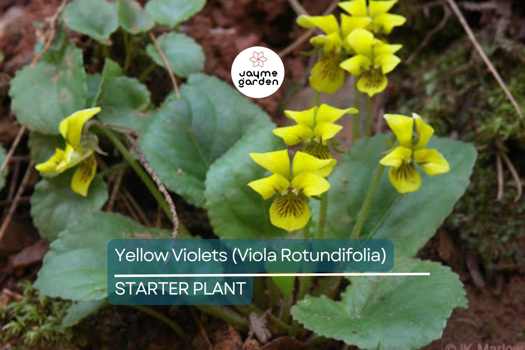 Yellow Violets (Viola Rotundifolia) | Bare-Root Starter Plants - Heart-Shaped Leaves & Yellow Flowers - 4–24" Growth