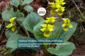 Yellow Violets (Viola Rotundifolia) | Bare-Root Starter Plants - Heart-Shaped Leaves & Yellow Flowers - 4–24" Growth