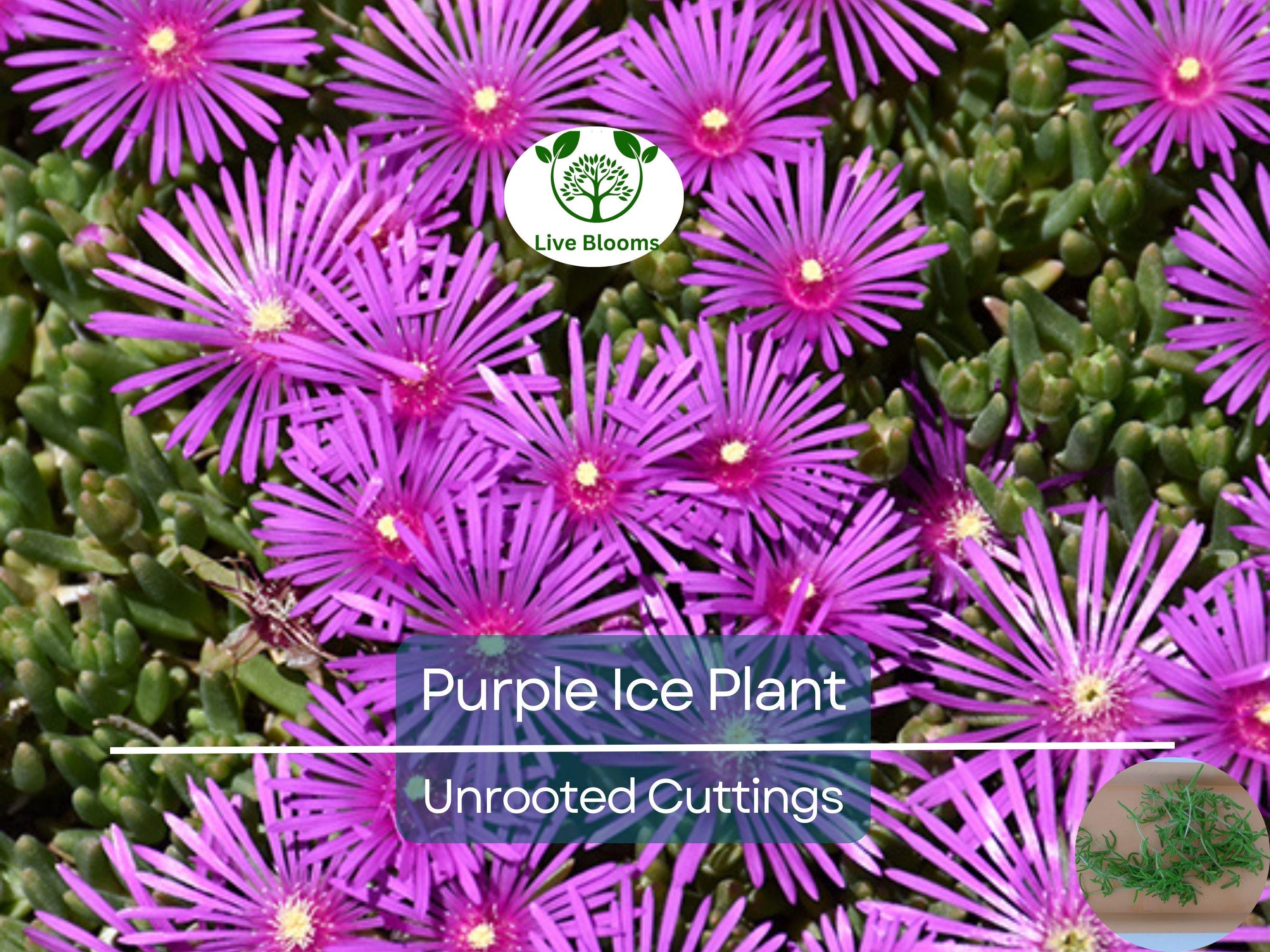 12 Creeping Ice Plant Purple/Pink 4-7" Unrooted Cuttings, Ground Cover Succulent, Rare Delosperma, Easy to Grow, Vibrant Succulent Plants