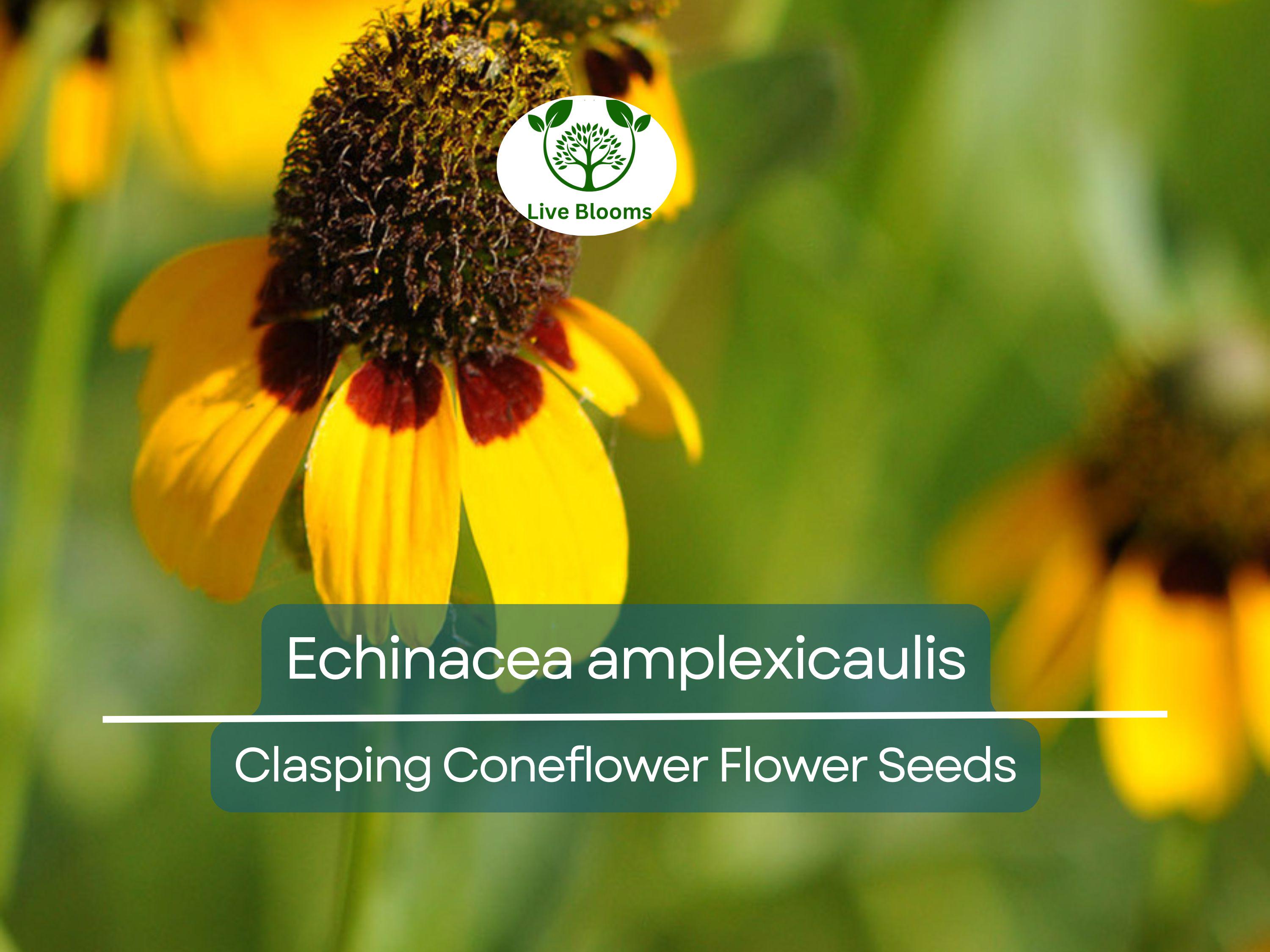 200 Seeds Clasping Coneflower (Echinacea amplexicaulis) - Hardy Perennial Wildflower, Attracts Pollinators, Easy to Grow, Ideal for Gardens