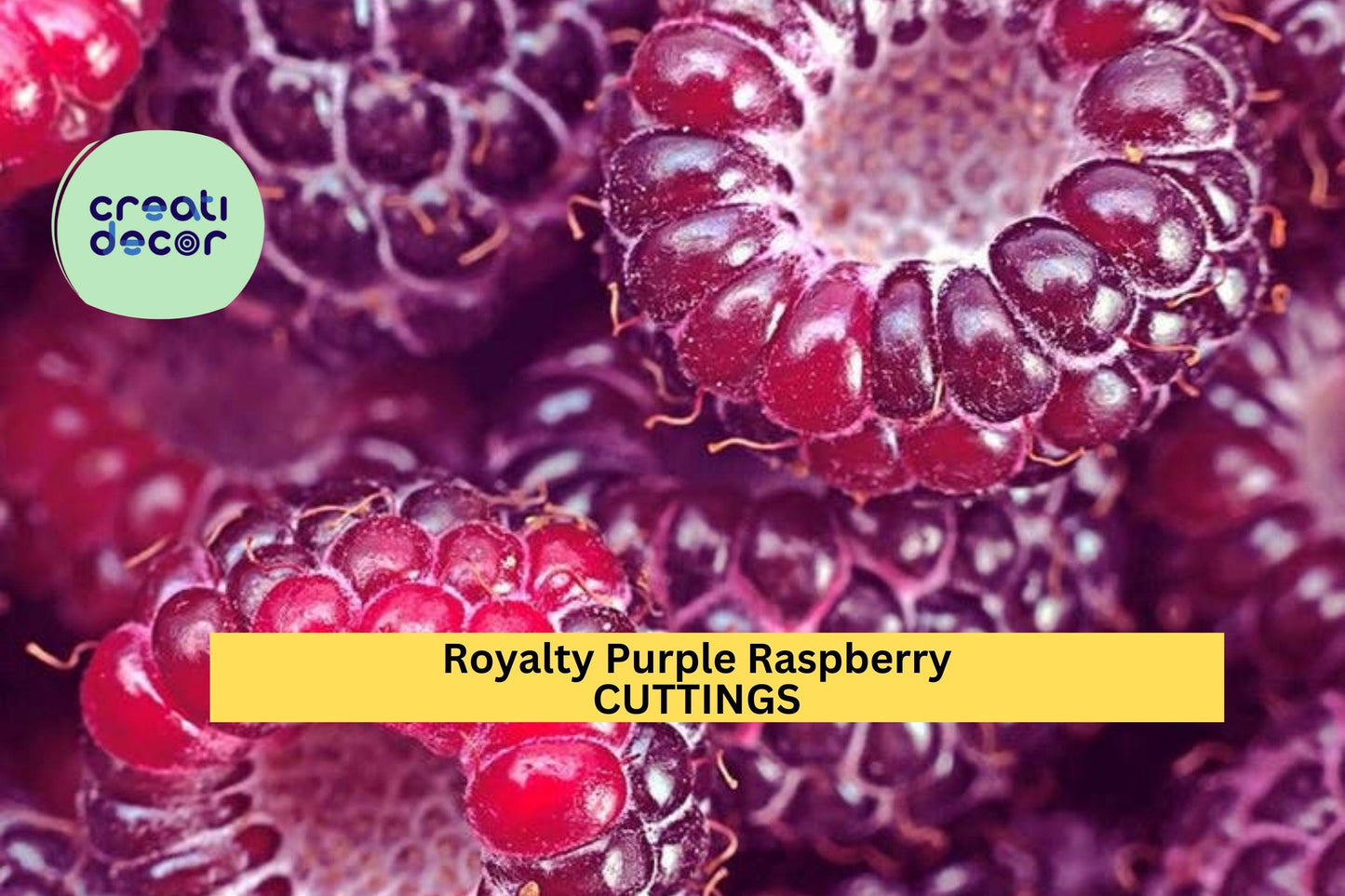5 Royalty Purple Raspberry Cuttings (10") – Sweet Summer Fruit for Garden Planting, Hardy Berry Bush Variety – Easy to Grow – USA