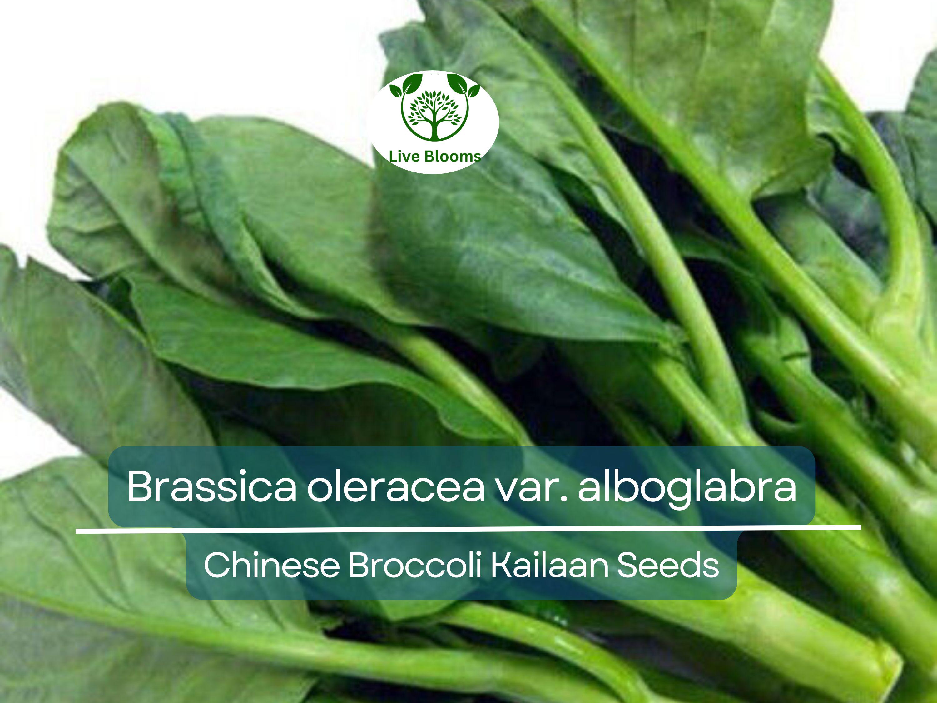 150 Seeds Chinese Broccoli Kailaan - Brassica oleracea var. alboglabra | Open Pollinated Seeds for Planting & Culinary Use
