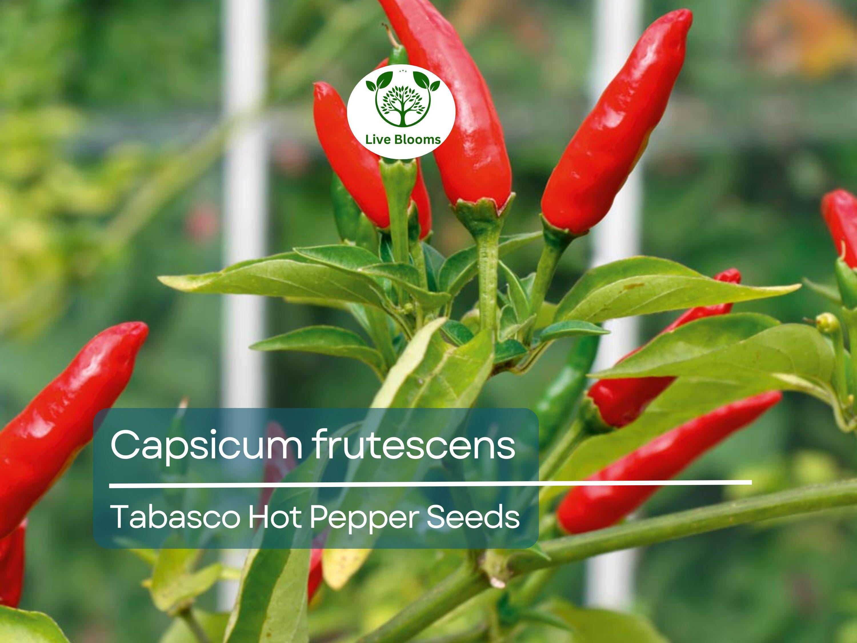250 mg Tabasco Hot Pepper Seeds - Capsicum frutescens | Heirloom Pepper for Planting, Spicy Cooking & Hot Sauce | Fiery Flavor