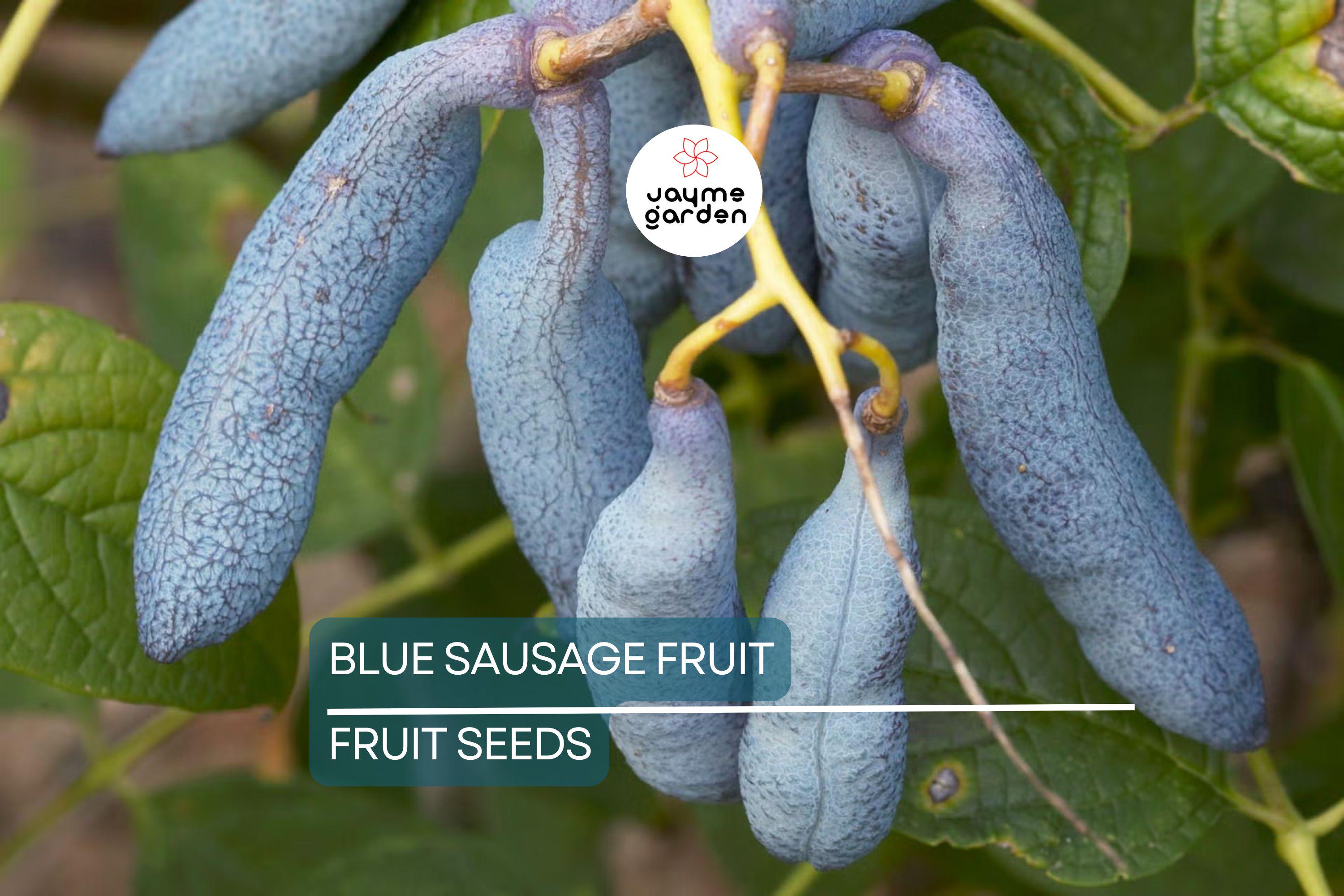 5 Blue Sausage Fruit Tree Seeds (Decaisnea fargesii) – Hardy Ornamental Shrub, 20' Tall
