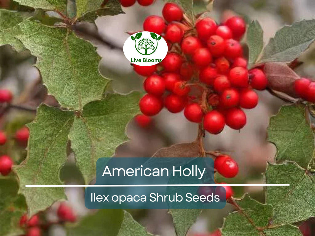 30 American Holly Bush Seeds (Ilex opaca), Hardy Shrub, Evergreen Tree, Perfect for Hedges, Privacy Screens, & Landscaping, Winter Interest