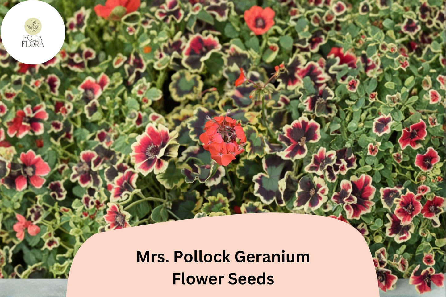 25+ Mrs. Pollock Geranium Seeds | Pelargonium hortorum | Variegated Foliage & Red Blooms | Colorful Garden Plant